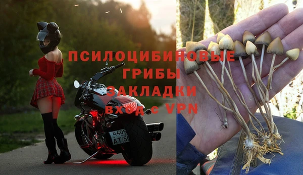 прущие грибы Аркадак